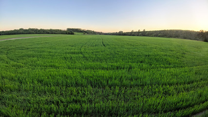 Obraz premium Green field full of wheat and blue sky