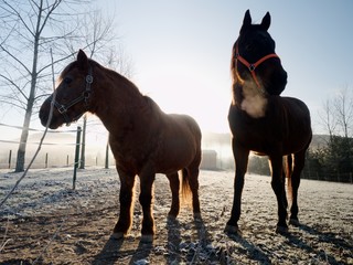 Domestic horses in ranch paddock. Muddy horses