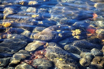 The bottom of a mountain river with clear water.