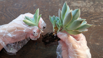 Hands separating succulent offshoots from the mother plant for re-potting.