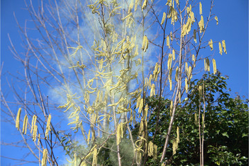 Haselnuss streut Pollen