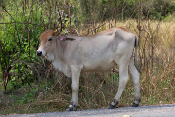 Young lone cattle calf feeding on a country road