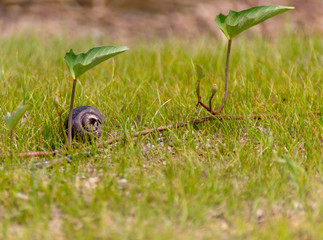 snail on the grass