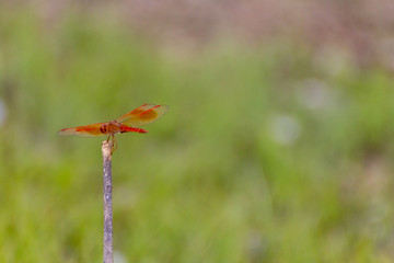 Lone Dragonfly on a stick sitting by the water