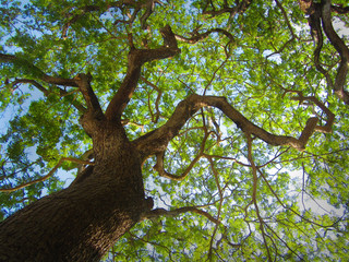 Fototapeta na wymiar Old green tree with big branches against blue sky– Стоковое изображение