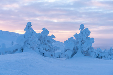 Snow covered trees on Levi Ski Resort in Kittilä Finland