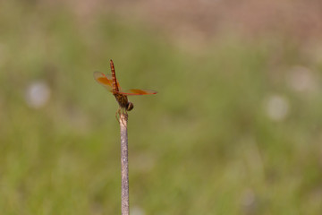 Lone Dragonfly on a stick sitting by the water