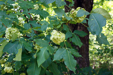 Leaves and fruits of wafer ash