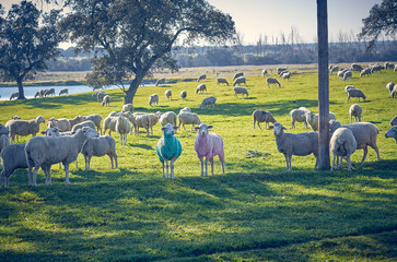 Two sheep in blue and pink colors next to a herd grazing in the green field with holm oaks and a lake, on a sunny day