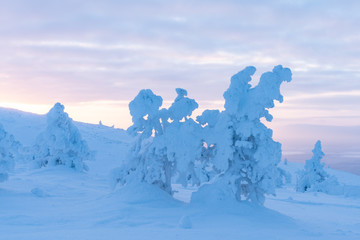 Snow covered trees on Levi Ski Resort in Kittilä Finland