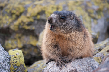 Alpine marmot ( Marmota marmota latirostris ) in the wild. Tatra Mountains.