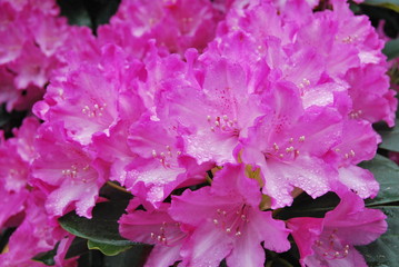 pink flower