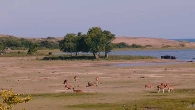 Amazing panoramic wide shot, several wild animal groups in natural habitat at Sri Lanka national park savannah landscape