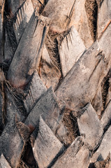 Bark of palm tree texture
