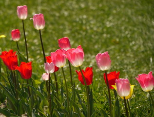 Rosa Tulpen im Gegenlicht