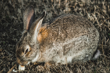 rabbit in the park on the grass
