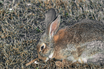 rabbit in the park on the grass