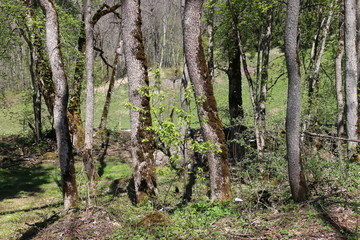 Forêt de montagne, mousse
