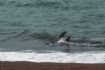 Fototapeta premium Orcas hunting sea lions, Patagonia , Argentina