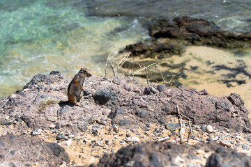 Little squirrel with tail, standing on the peak of a rock, with the beach behind her, looking around to take care of the danger.