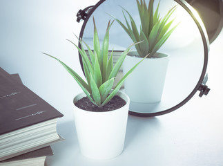 the mirror reflects a green plant, as well as several books