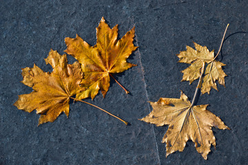 These are four autumn leaves of orange color on dark gray asphalt.