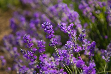 Obraz premium Flowers in the lavender fields in the Provence mountains