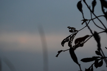 It is a silhouette of leaves on a branch against the background of the blue sky.