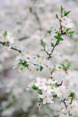 A branch of a blossoming apple tree with young leaves in spring against a sky. Card for Mother's Day or Easter