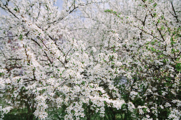 Bush blooming apple trees with young leaves in spring