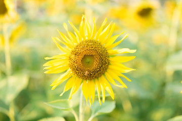 Sunflowers in the garden at home