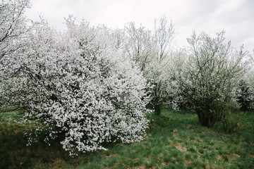 Bush blooming apple trees with young leaves in spring