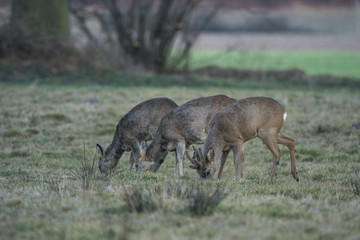 Rehbock im Bast 