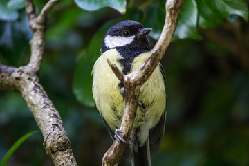 Obraz premium Great Tit Bird