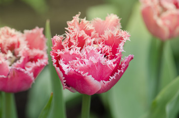 Terry fringed tulip in garden.