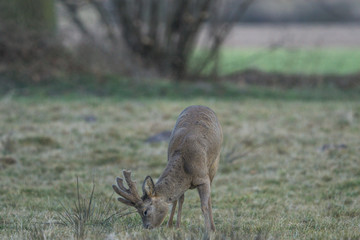 Rehbock im Bast 