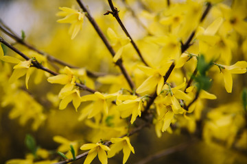 Branches of a blooming Forsythia Easter tree with yellow flowers. Close up