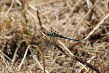 Südliche Blaupfeil - Orthetrum brunneum