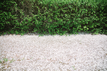 Branches with young green leaves and white fallen petals of spring flowers. View from above. Space for text