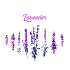 Watercolor or Aquarelle Paintings of Vector Lavender. Set of Isolated Watercolour Lavandula or Hand Drawn Tea Herbs Flower. Summer Blossom or Foliage of Garden Plant in Aquarelle. Provence Perfume.