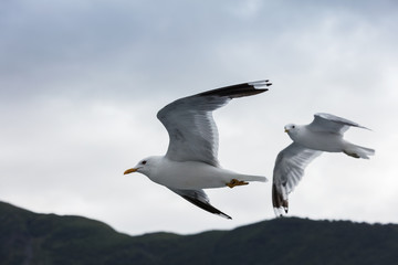 two beautiful seagulls in sky