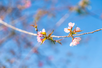 cherry blossoms sakura flowers  blooming with blue sky