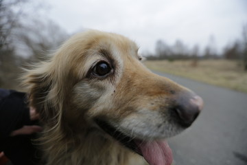 A beautiful golden retriever. An elongated head, an oblong muzzle. The effect of using a wide-angle lens. Brown, biscuit, cream coat color. Dog during a winter walk. Meadow, road in the background.