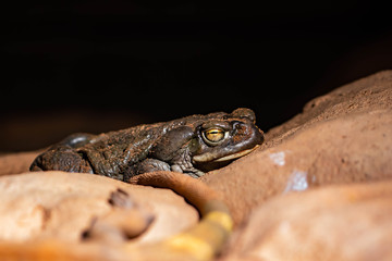 Colorado/Aga Toad II