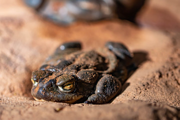 Colorado /Aga Toad I