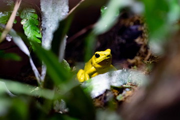 Golden Dart Poison Frog