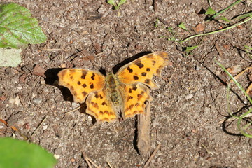 Schmetterling Großer Fuchs