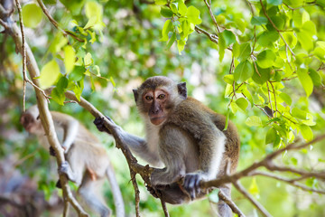 Little monkey in the jungle on a tree