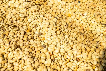 Fototapeta premium dry coffee beans with sunlight