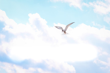 hungry tern in flight with spread wings against the cloudy sky before a thunderstorm. concept of peace and serenity.